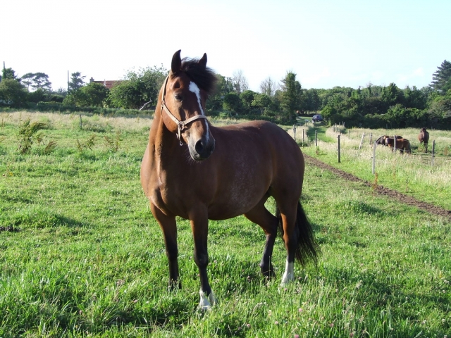  Happy horse 